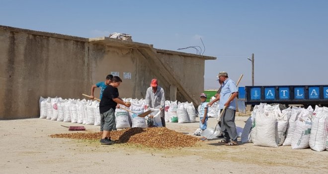 Adıyamanda Badem Hasadı Başladı