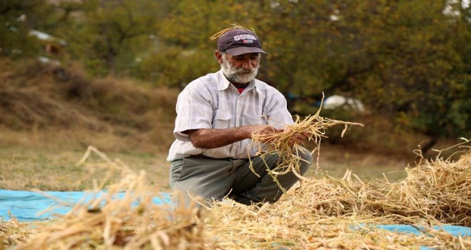 Dededen Kalma Harman Makinesiyle Buğday Ve Fasulye Hasadı