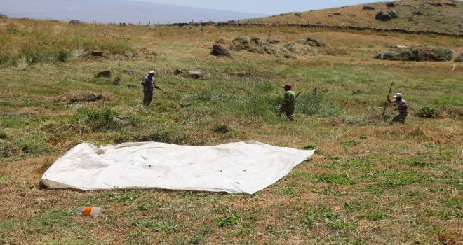 2000 Rakımlı Köyde Otları Branda İle Taşıyorlar