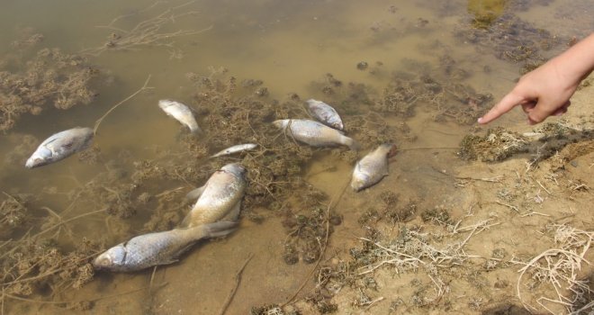 Kütahyada Esrarengiz Balık Ölümleri