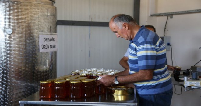 Tunceliden İngiltere Ve Abdye Bal İhracatı