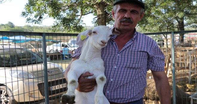 Koça Oğlak Danaya Koç Veriyor