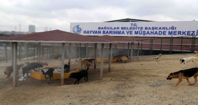 Sıcak Havadan Bunalan  Sokak Hayvanları Buharla Serinletiliyor
