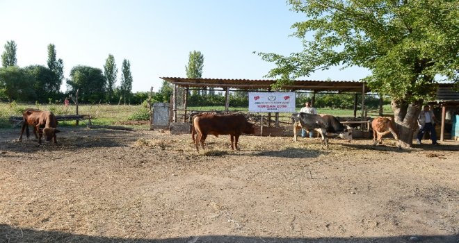 İhh Azerbaycanda Kurban Kesimi Yaptı