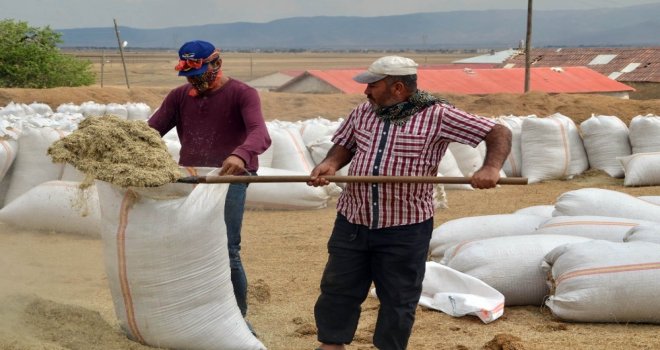 Muşta Saman Sevkıyatı Başladı