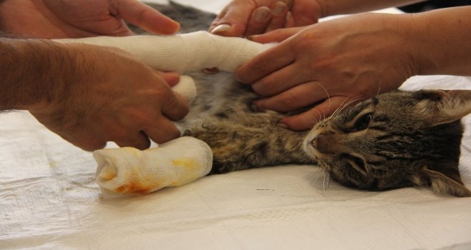 İsmi Kadar Şanslı Olamadı