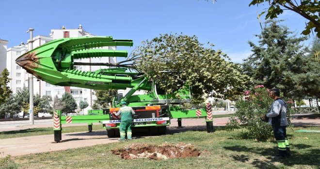 Şahinbeyde Ağaçlar Kesilmeden Taşınıyor