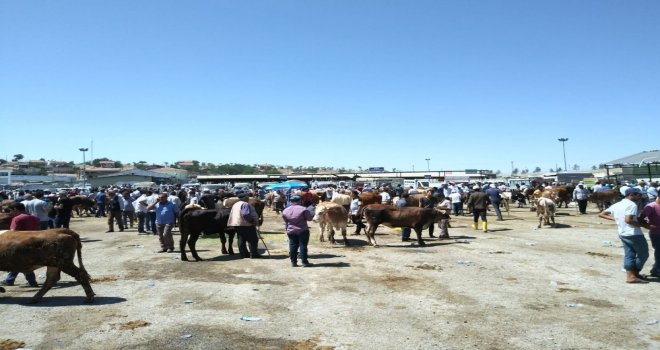 Malatya Kurbanlık Satışlarından Memnun