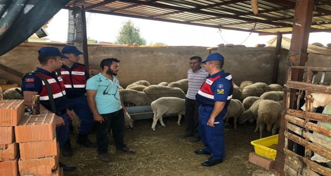 Karacasudan 50 Adet Koyun Çalan 2 Hırsız Tutuklandı