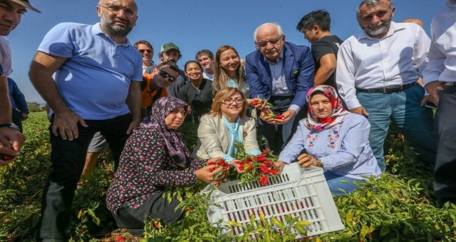 Gaziantep Fıstığı Dünyaca Ünlü Michelin Yıldızlı Şeflerin Reçetesine Giriyor