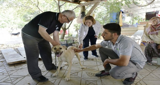 Mamakta 281 Evcil Hayvan Aşılandı