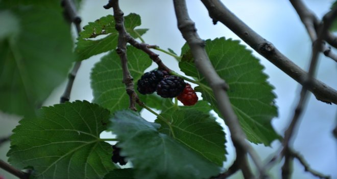 Talasın Yöresel Lezzeti Karadut Zamana Direniyor