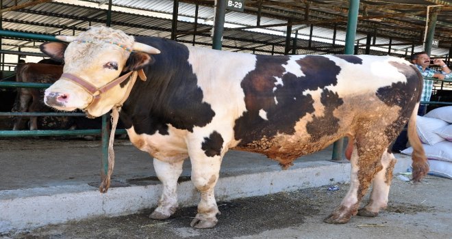 Bir Tonluk Kral Alıcısını Bekliyor