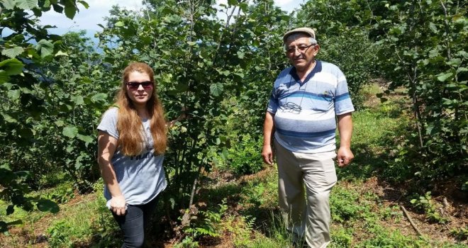 Ziraat Odası Hastalık Ve Zararlılarla Mücadele Ediyor