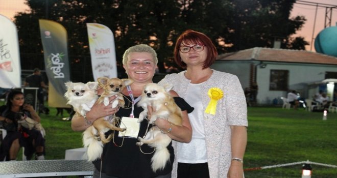 Köpekler Birincilik İçin Yarıştı