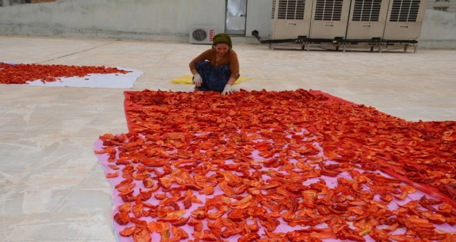 Birecik Belediyesinden “İsot” Tanıtımı Atağı