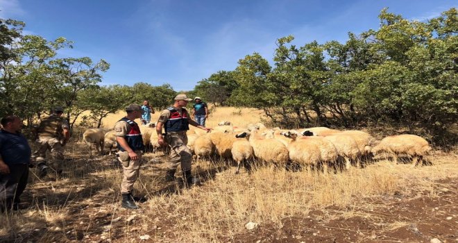 Kayıp Koyunlar Jandarma Ekipleri Tarafından Bulundu