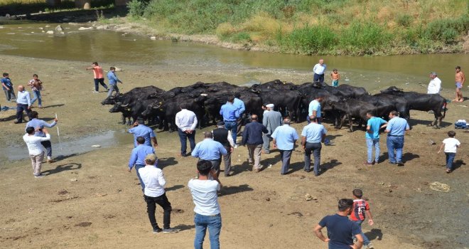 Muşta Damızlık Manda Dağıtımı