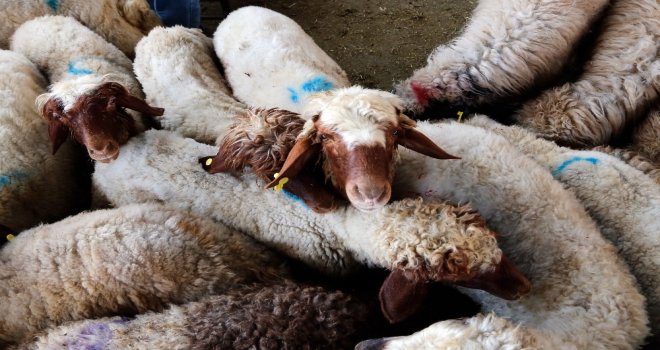 Nijerli Yetkililer: “Kurbanları Pişirirken Ağaçları Koruyun”