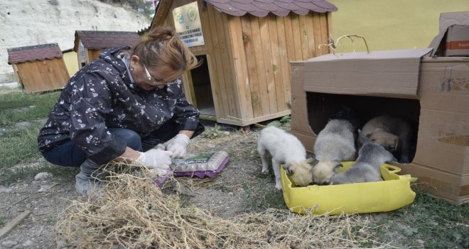 Burdurda Sokak Hayvanları Beslendi