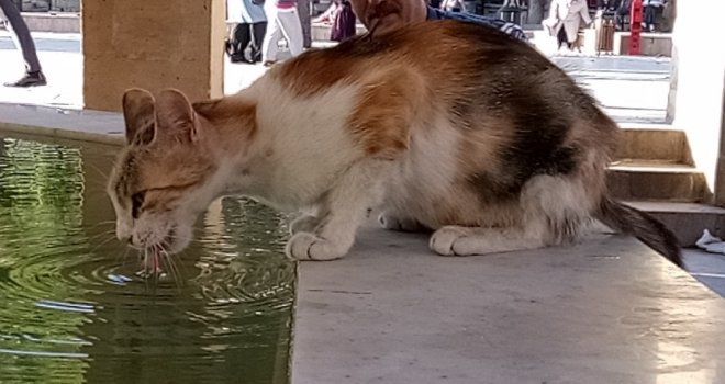 Sıcak Hava Hayvanları Da Etkiledi