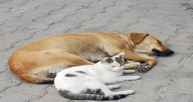 (Özel) Kedi İle Köpeğin Dostluğu Görenleri Hayrete Düşürüyor