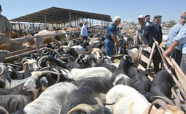 Sungurlu Hayvan Pazarı 11 Ekimde Açılıyor