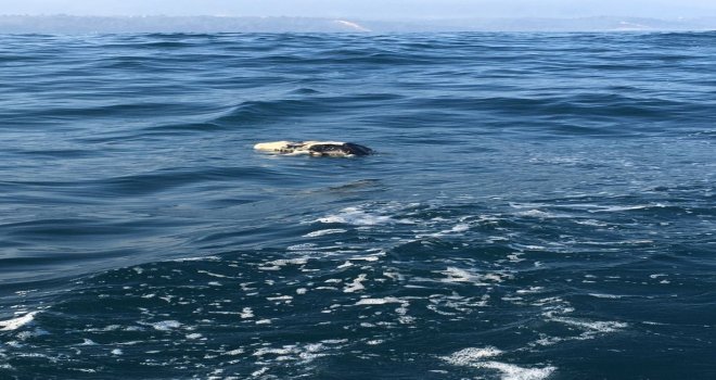 Palamut Avlamaya Çıkan Balıkçılar Danayla Karşılaştılar