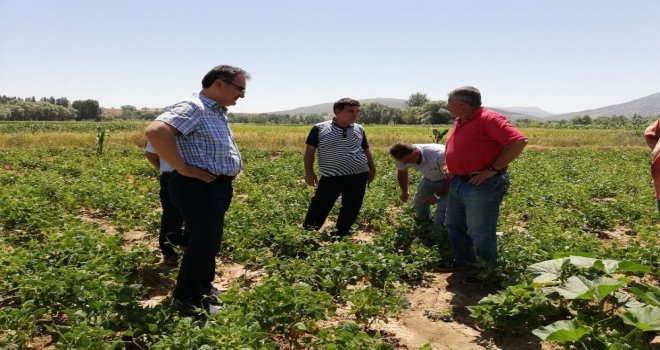 Kelkit Kuru Fasulyesinin Coğrafi İşaret Ve Marka Yolculuğu Devam Ediyor