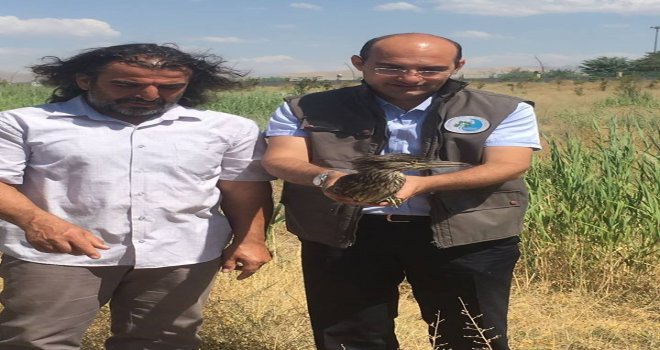 Tedavileri Tamamlanan Kuşlar Yaşam Alanlarına Bırakıldı