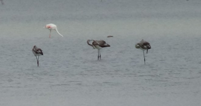 Kuruyan Göl, Kuş Cenneti Oldu