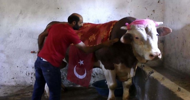 1 Ton 100 Kilo Ağırlığındaki ‘Beşo Alıcısını Bekliyor
