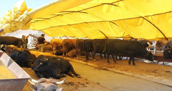 Pursaklarda Hesaplı Kurban Bulmak Mümkün