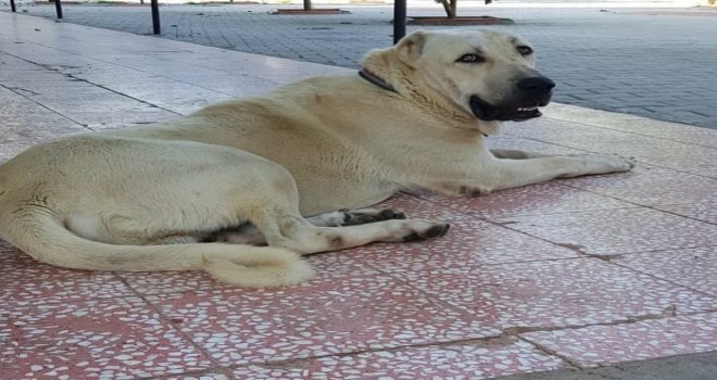 Bu Köpeği Bulana Antalyada Bir Hafta Tatil