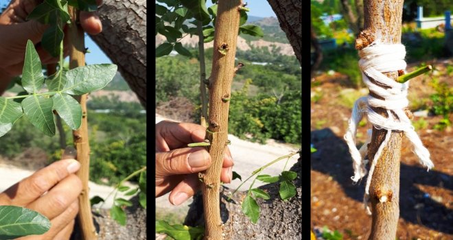 Antep Fıstığı Artık Eskişehirde De Yetişiyor