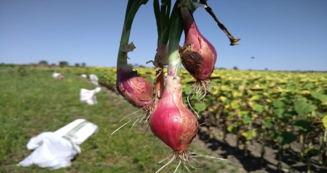 Kuru Soğanda Üzücü Tablo