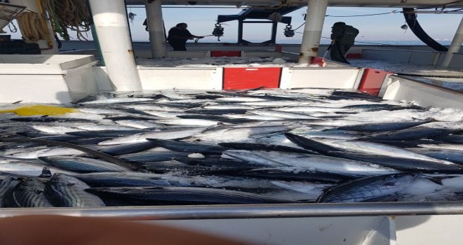 Karadenizden Palamut Fışkırdı