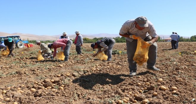 (Özel Haber) İlk Yerli, Milli Ve Renkli Patates Hasat Edildi