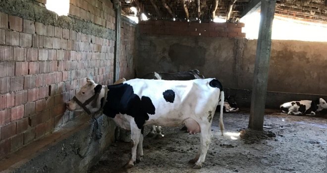 Batmanda Eski Hükümlüler Hayvancılığa Başladı