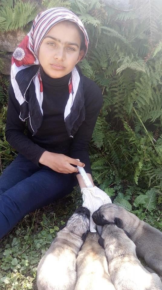 Rizeli Hamdu Sena Annesiz Kalan 4 Minik Köpeğe Anne Oldu
