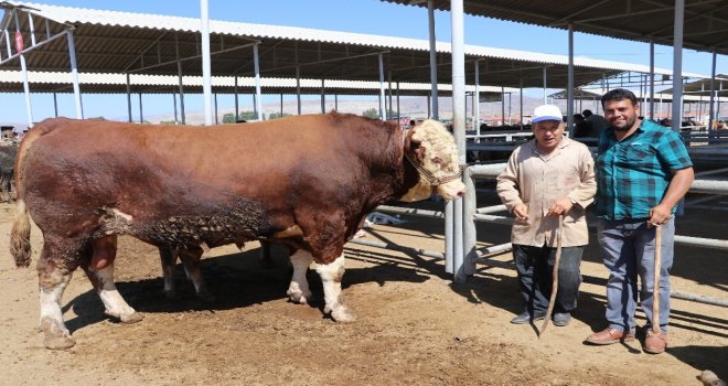 1.5 Tonluk Boğa 21.5 Bin Tlye Alıcı Buldu