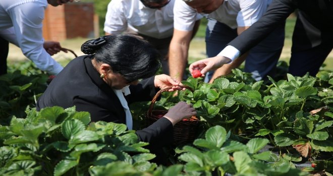 Vali Hanım Çileğinin İlk Hasadını Vali Hanım Yaptı
