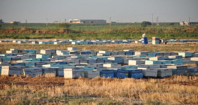 Şanlıurfada Arı Ölümleri