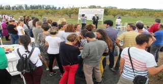 Yalovada Aronya Hasat Şenliği