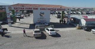 Aksarayda Hayvan Park Yeri Ve Canlı Hayvan Borsası Arife Gününe Kadar Açık