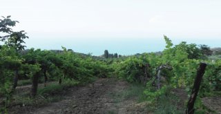 Tarımda Sigortalı Varlık Değeri Yüzde 28 Arttı