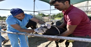 Antalyaya Kurbanlık Gelmeye Başladı