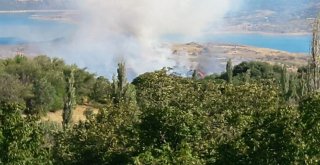 Anız Yangınında Ağaçlar Zarar Gördü