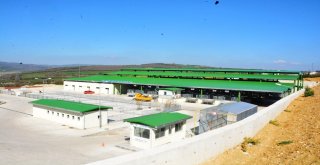 Hayvan Pazarı İşbaşı Yapıyor