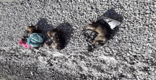 Zifte Yapışan Yavru Köpeklerin İmdadına Belediye Yetişti